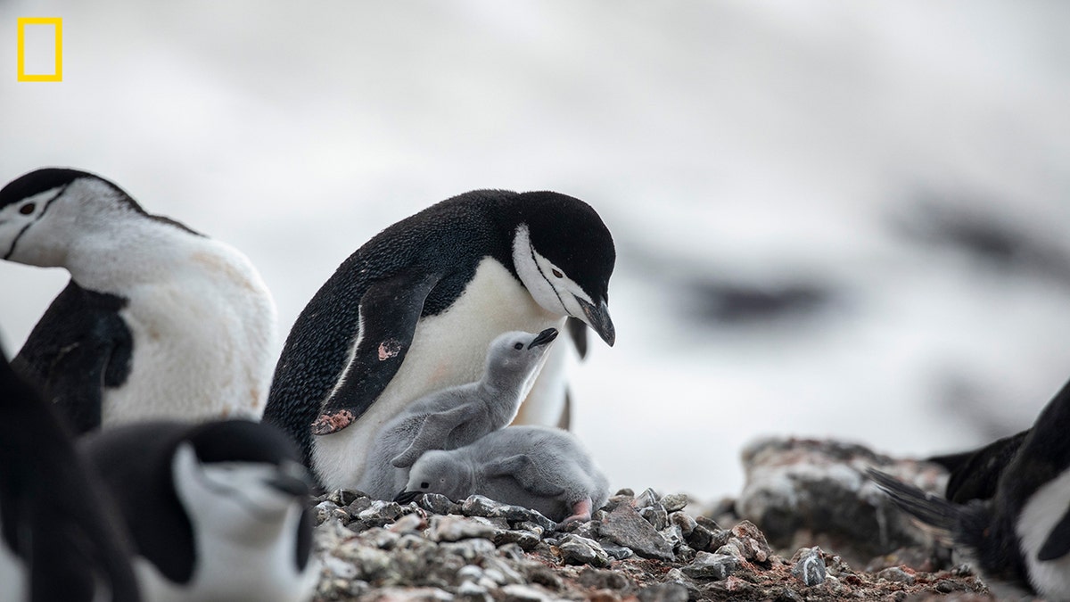 chinstrap penguin with chick natgeo