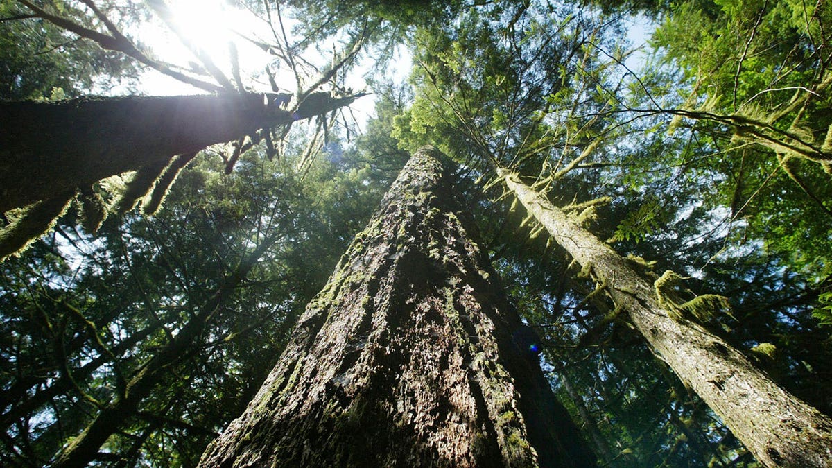 Oregon trees