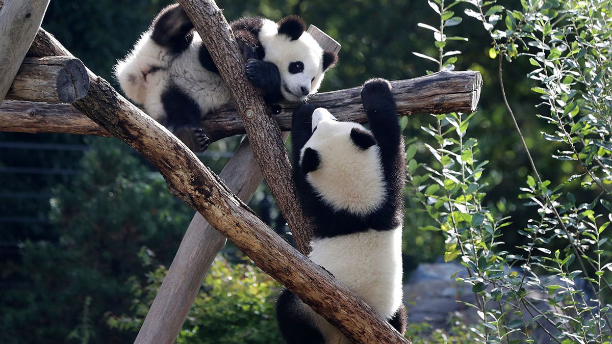 Pandas in Berlin