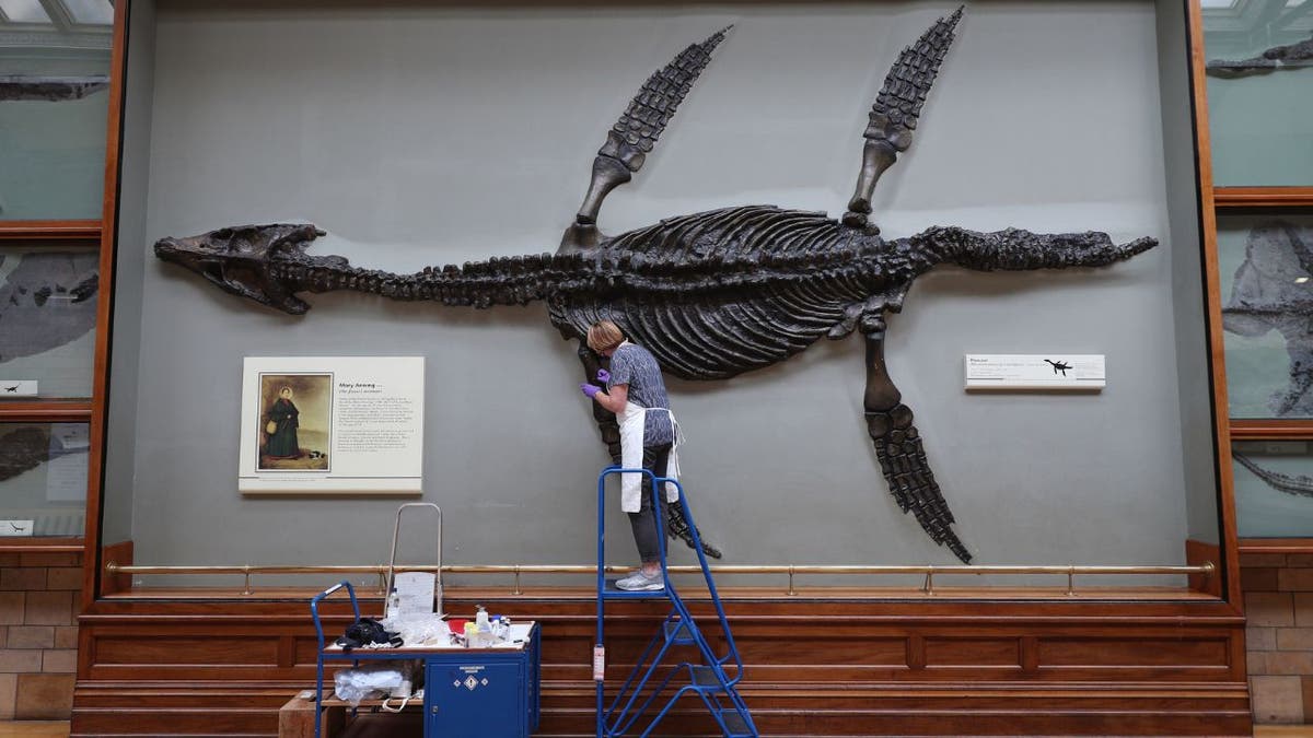 A conservator cleans at the pliosaur at the Natural History Museum in London
