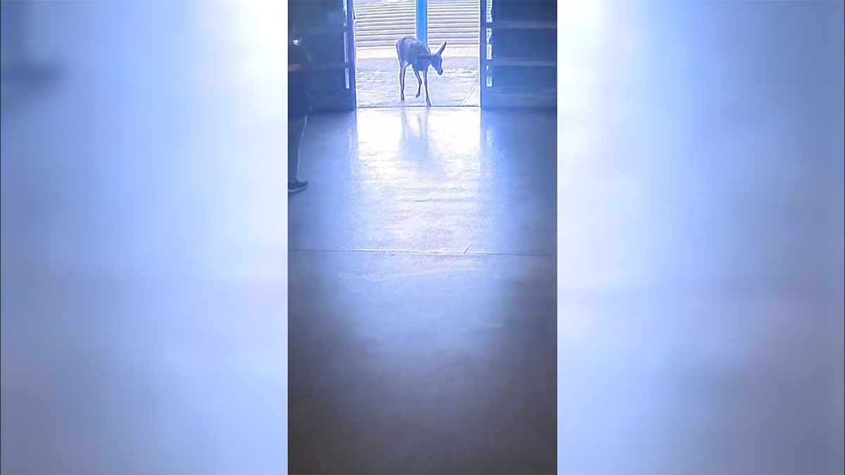 Wild deer runs loose inside California Sam's Club, video shows