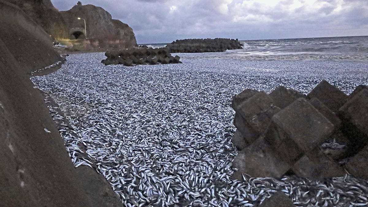 Sardines in Japan