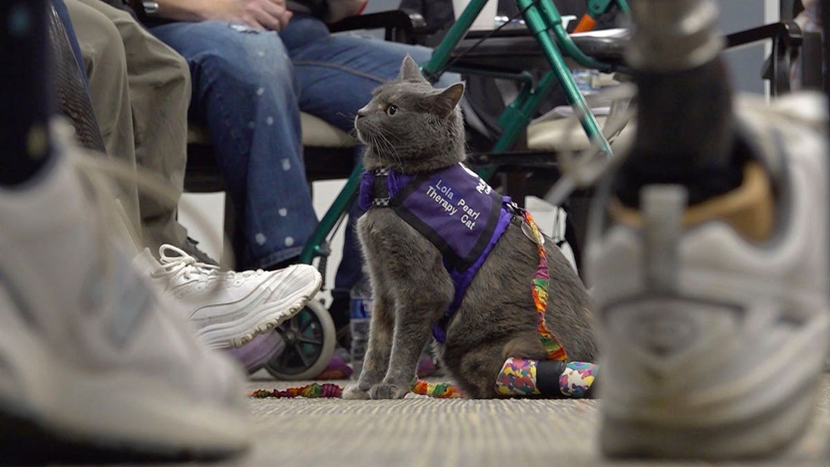 Therapy cat