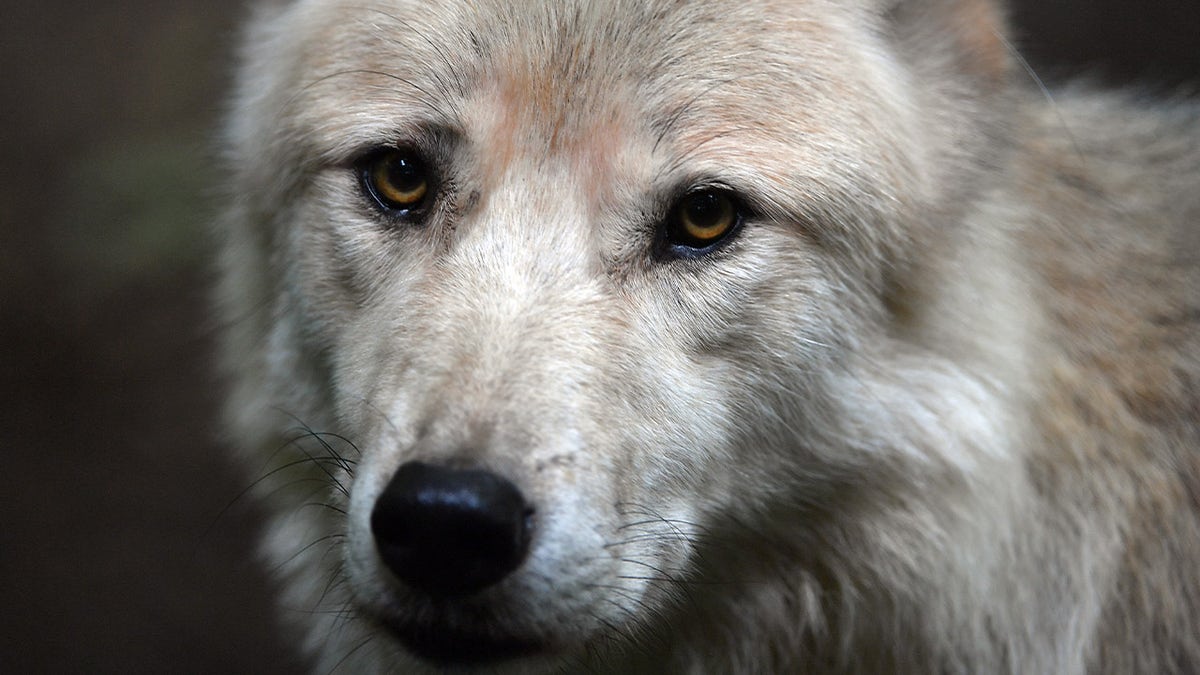 wolf hybrid