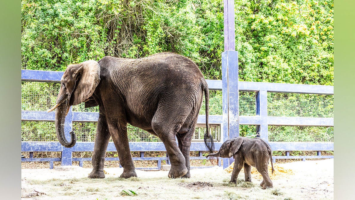 mom elephant and her tiny baby