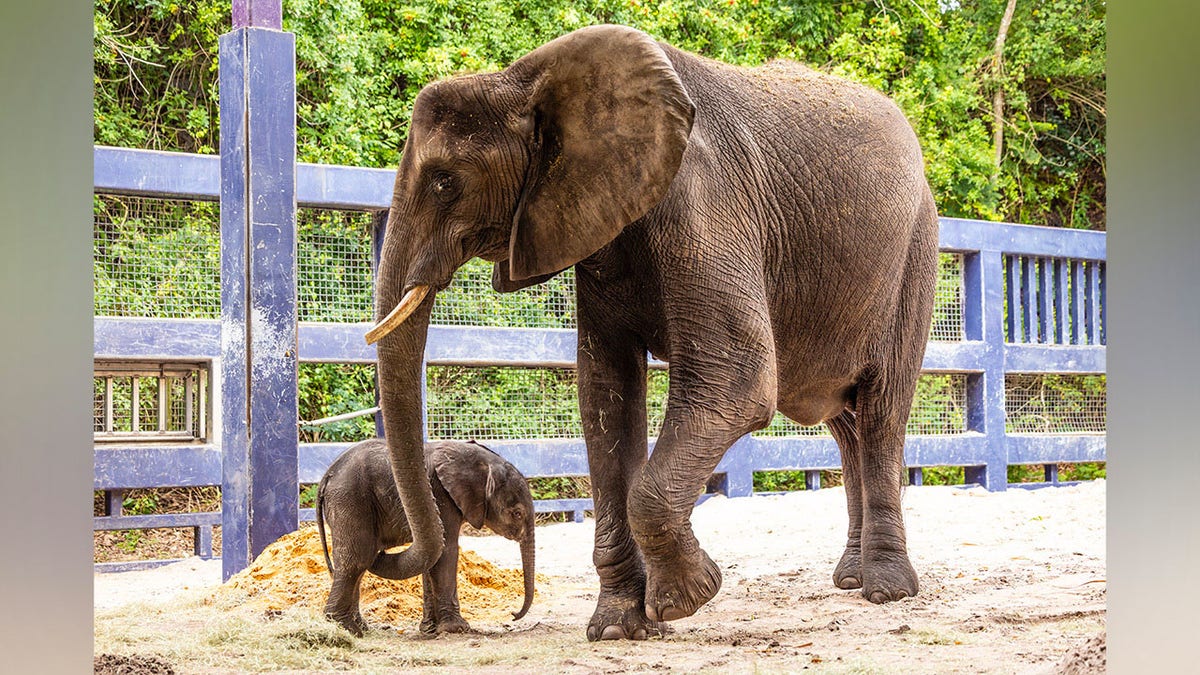 baby elephant and her mother