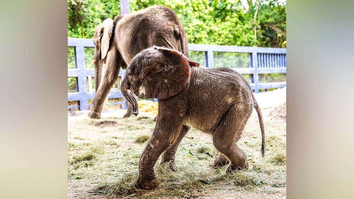 Corra, a baby elephant