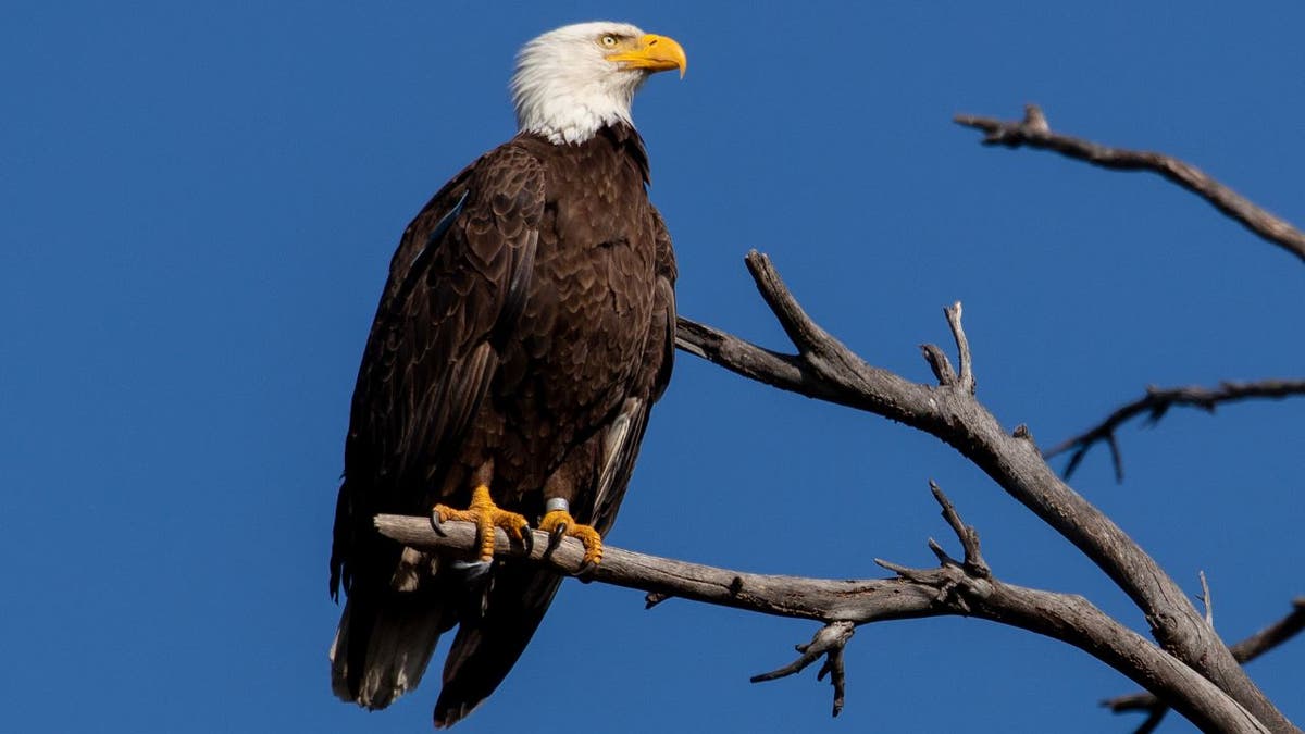 A bald eagle sits on a tree