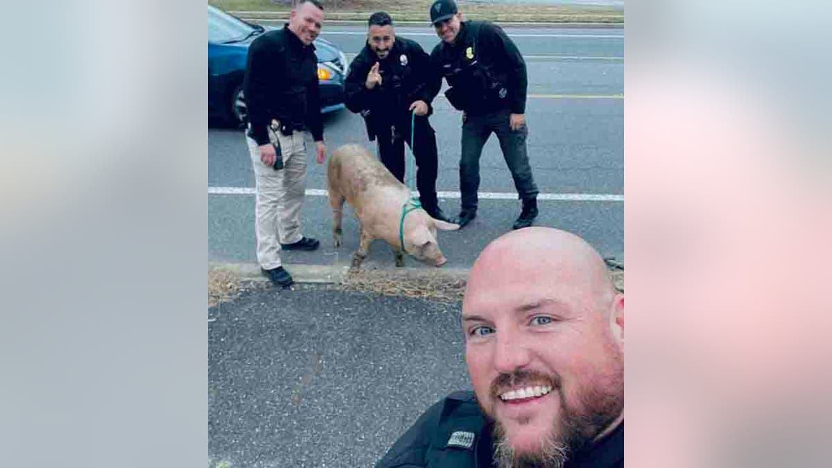 police officers with captured pig