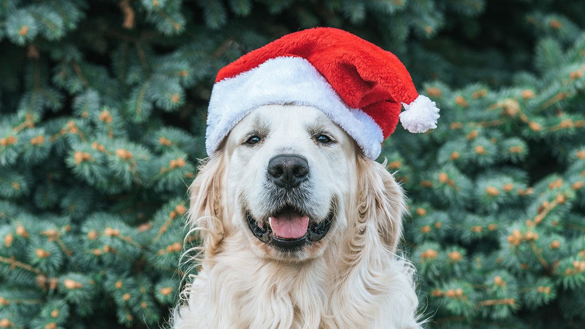 Dog in santa hat