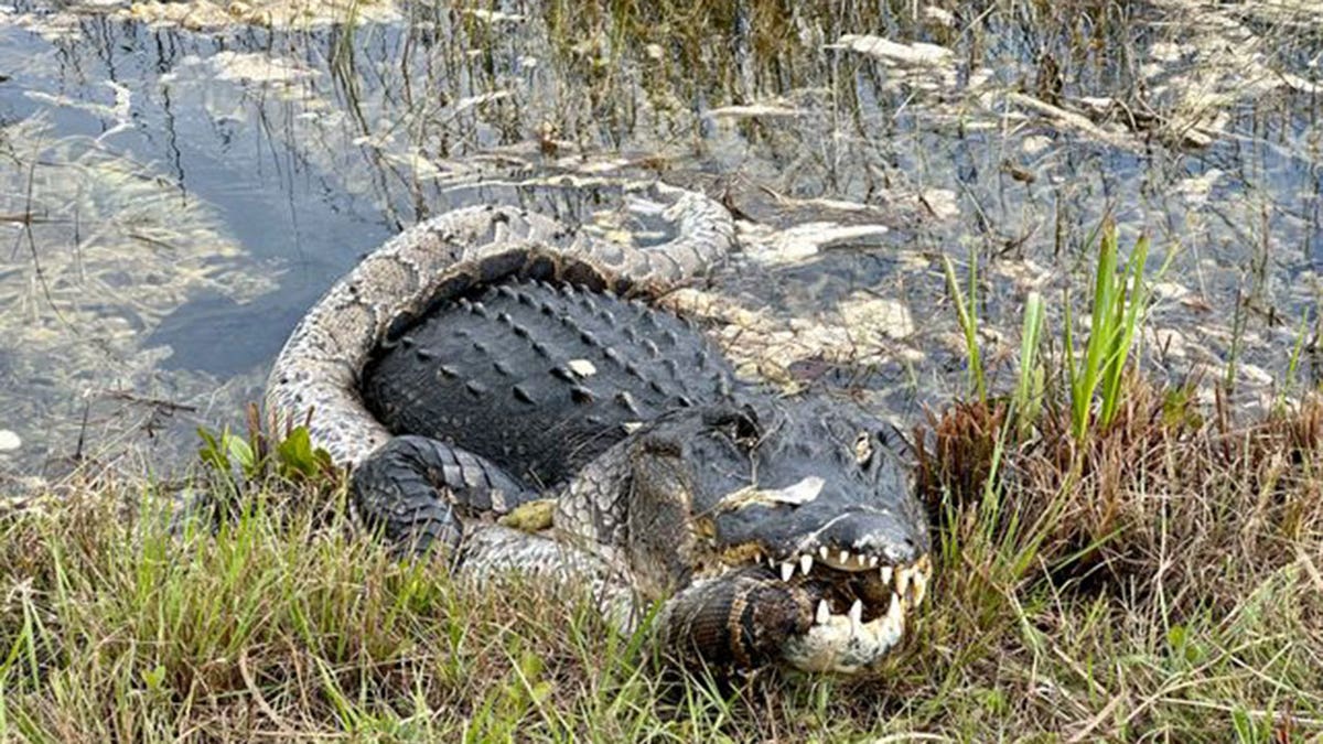 Everglades gator python