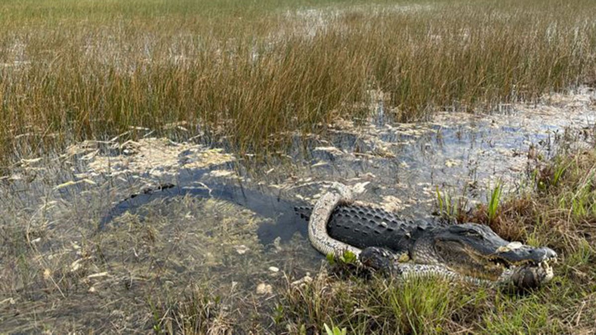 Florida gator, python at national park