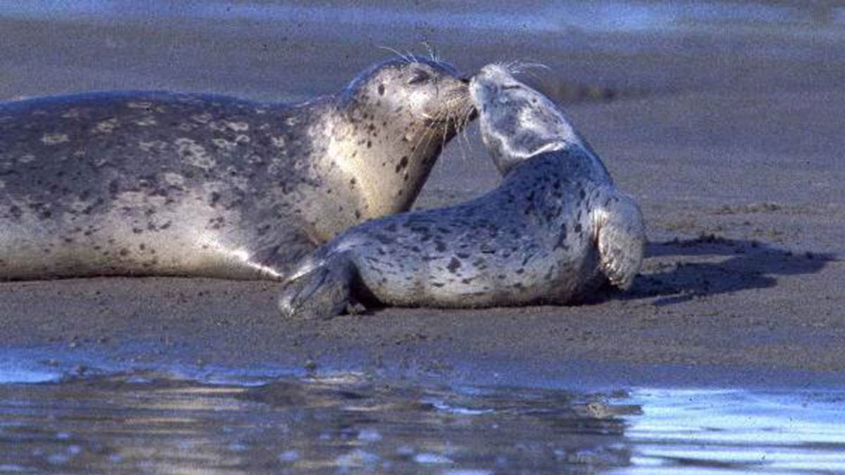 Harbor Seals in northern CA