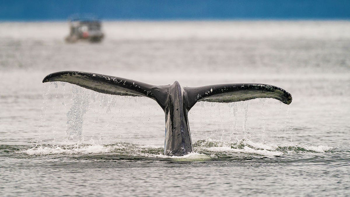 humpback whale in Alaska