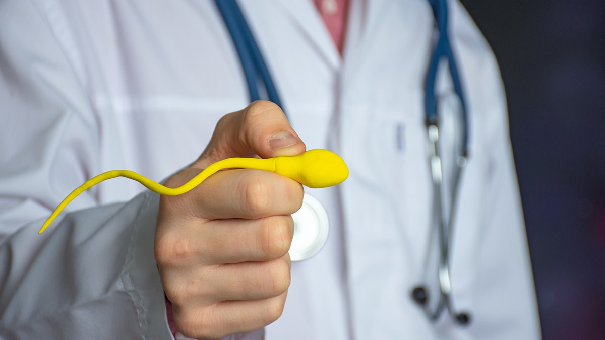 doctor holds sperm model