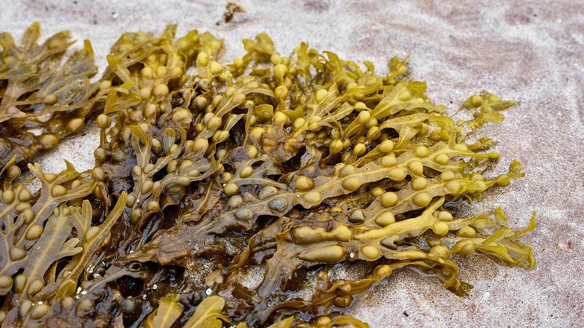bladder wrack seaweed