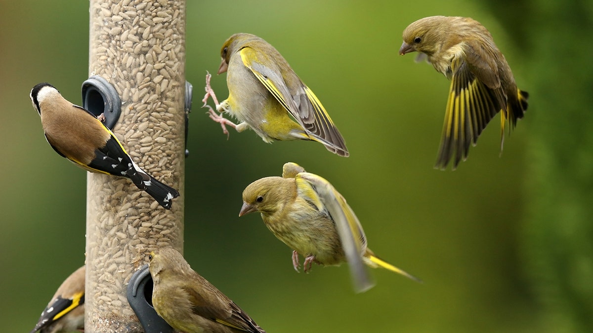 Birds feeding