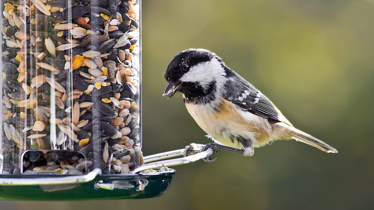 Bird feeding