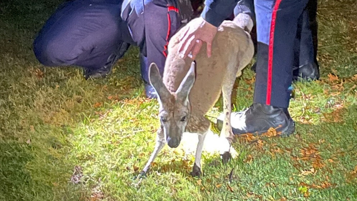Kangaroo captured by police