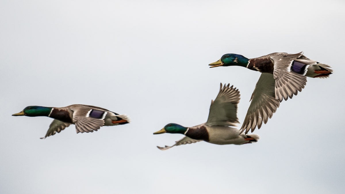 Mallards flying