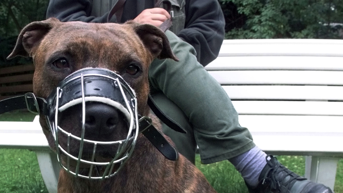 muzzled dog