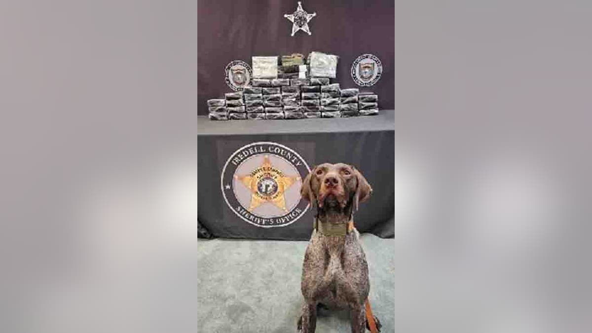 K-9 Groot standing in front of drug seizure