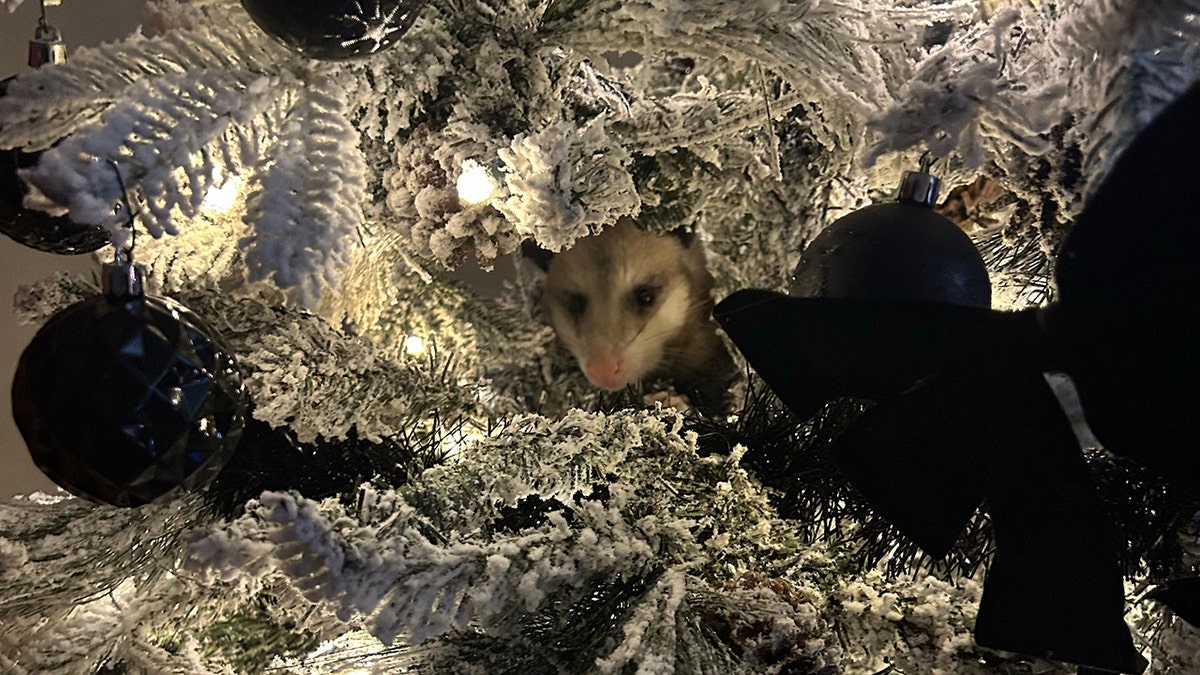opossum in tree Christmas tree
