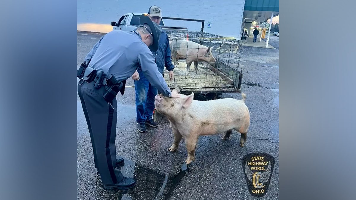 Trooper petting pig