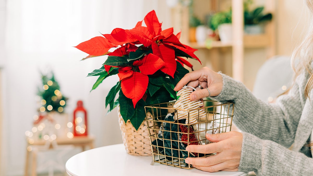 poinsettia plant in home