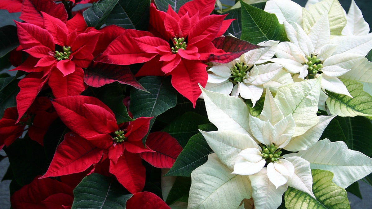 red and white Christmas poinsettia