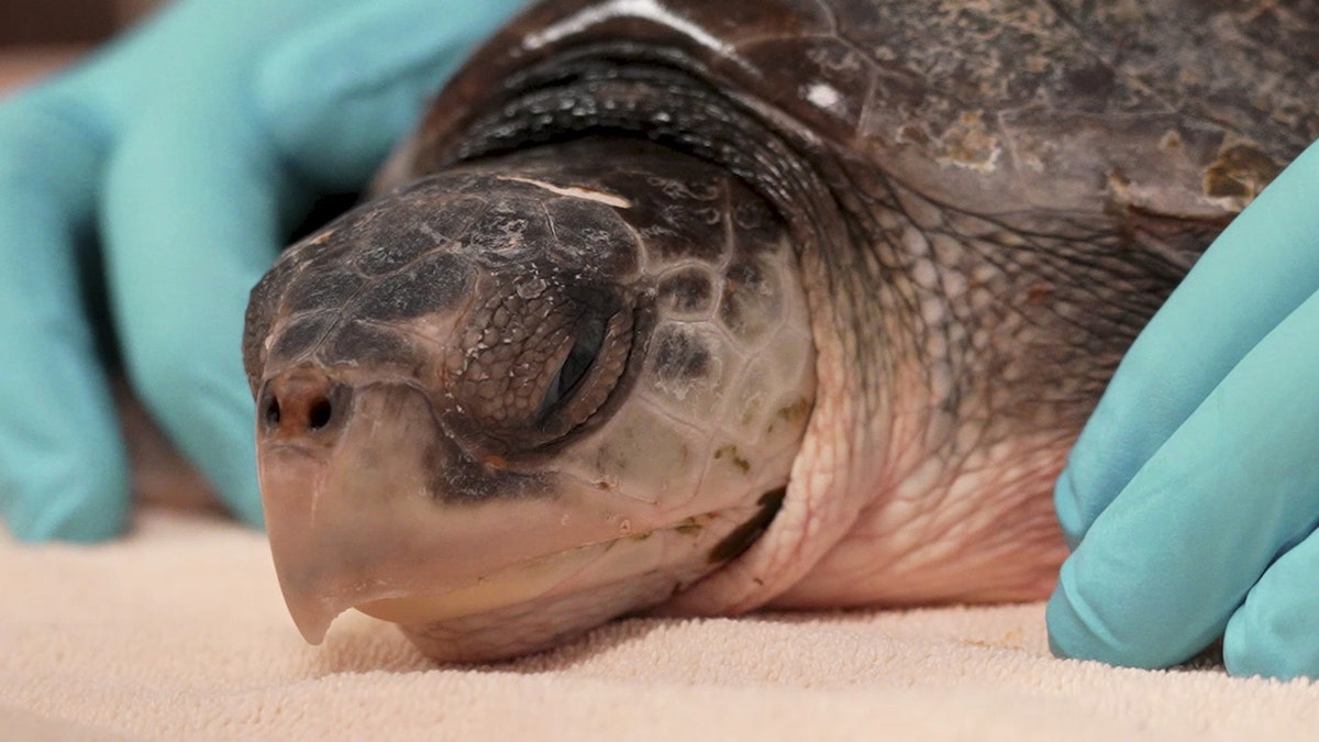Cold-stunned Kemps ridley turtle