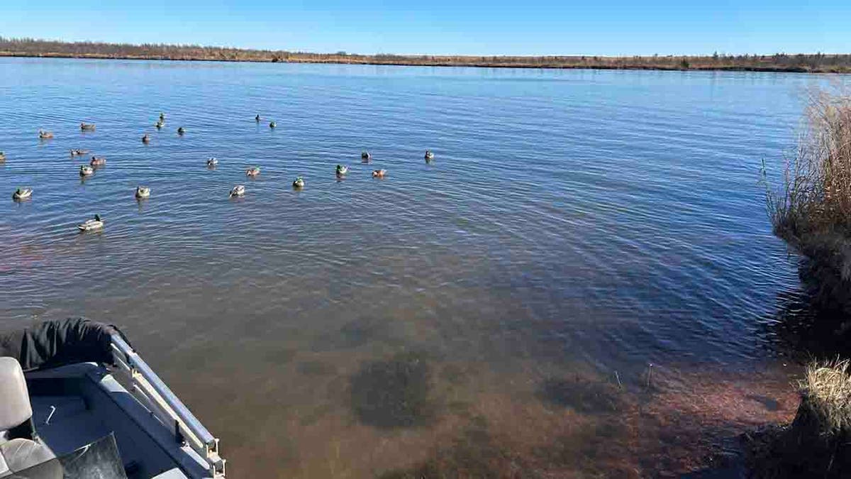 ducks on Sooner Lake