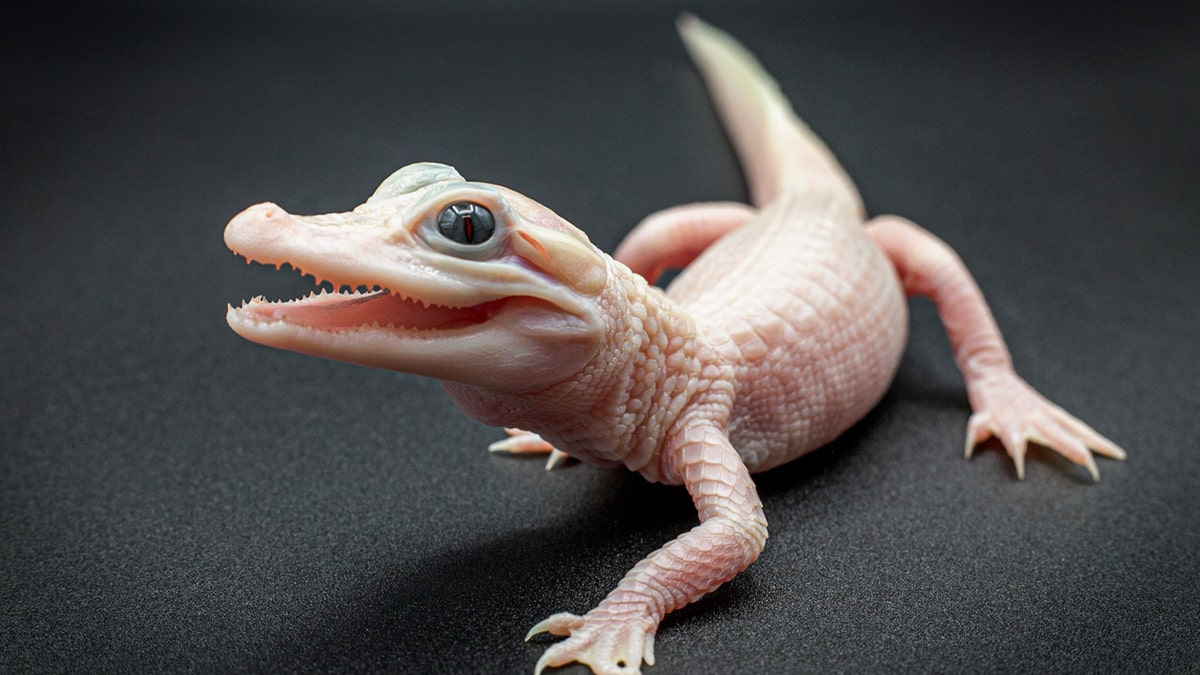 White-skinned, leucistic alligator