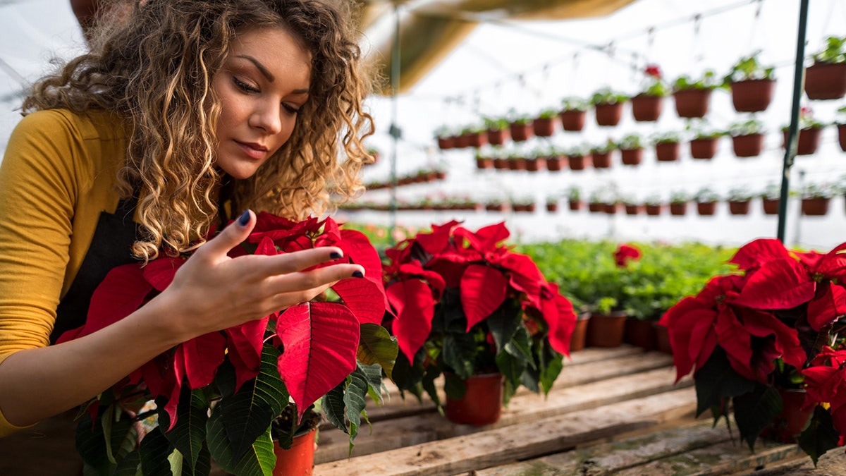 woman looking poinsettia plant