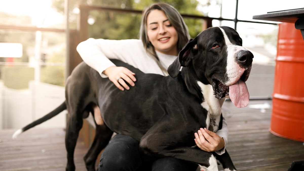 Large dog with woman