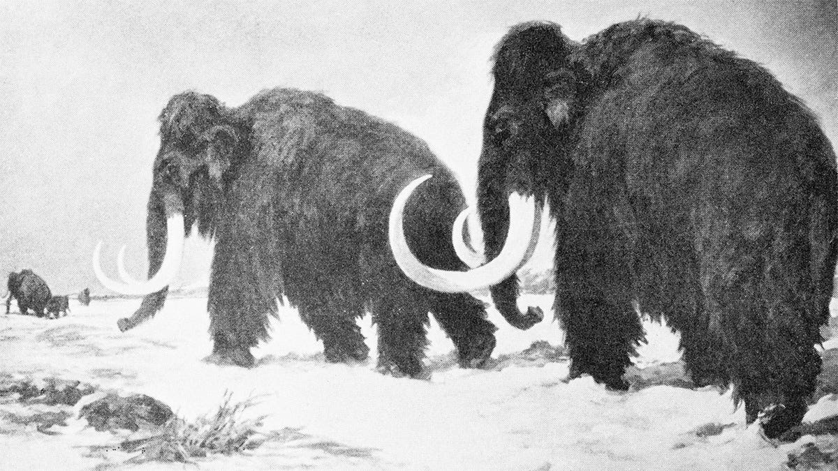 wooly mammoth