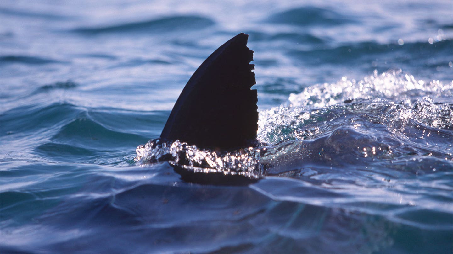 Staying Safe from Sharks: Tips for Beachgoers from an Expert