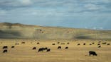 An image of about 20 cattle grazing in a field in Wyoming