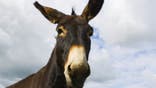 Donkey in Normandy, France