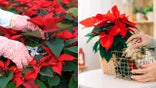 caring for poinsettia split