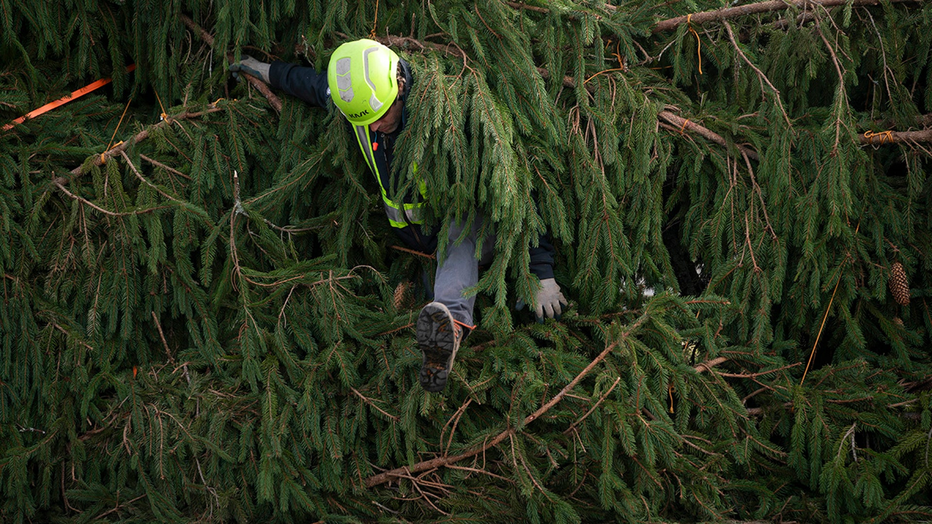 The Capitol Christmas tree arrives at the White House