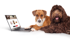 10 viral pet products you can find on Amazon to spoil your best friend