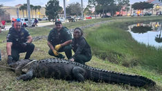 WATCH: Florida authorities remove 12-foot, 600-pound gator from pond near shopping mall: 'Massive guy'