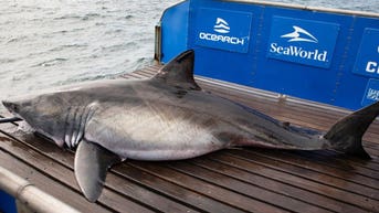 Massive 1,700-pound great white shark tracked just off US coast