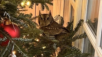 Yuletide owl found roosting in Kentucky family's Christmas tree for days before being found