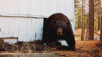 Video shows moment bear emerges from under home after being shot at with paintball gun