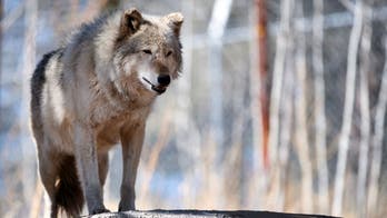 Mexico City residents help police chase loose wolf