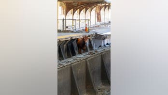 Bull loose on New Jersey train tracks causes travel delays