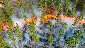 US prescribed burn associations blaze a trail for conservation in the South
