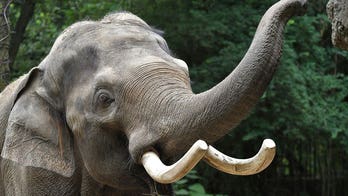 St. Louis Zoo's iconic elephant Raja heads to Columbus for breeding initiative